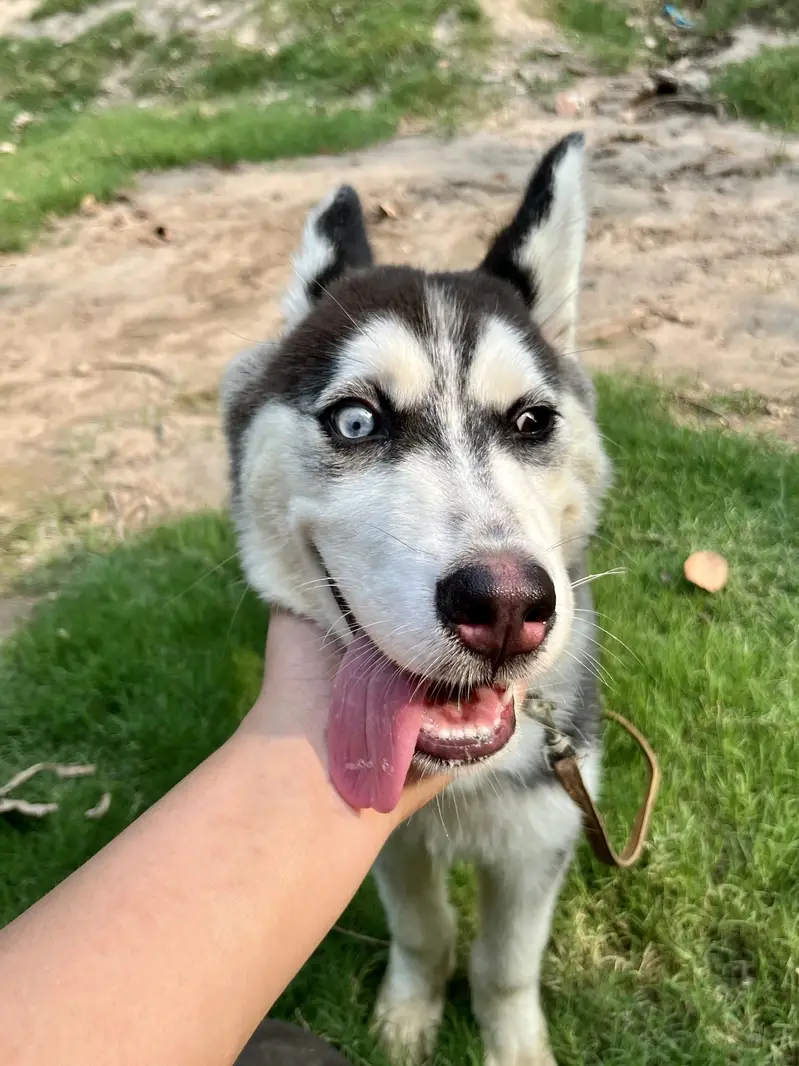 Pure Siberian Husky Male – 4 Months — photo 6