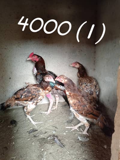 Aseel birds available