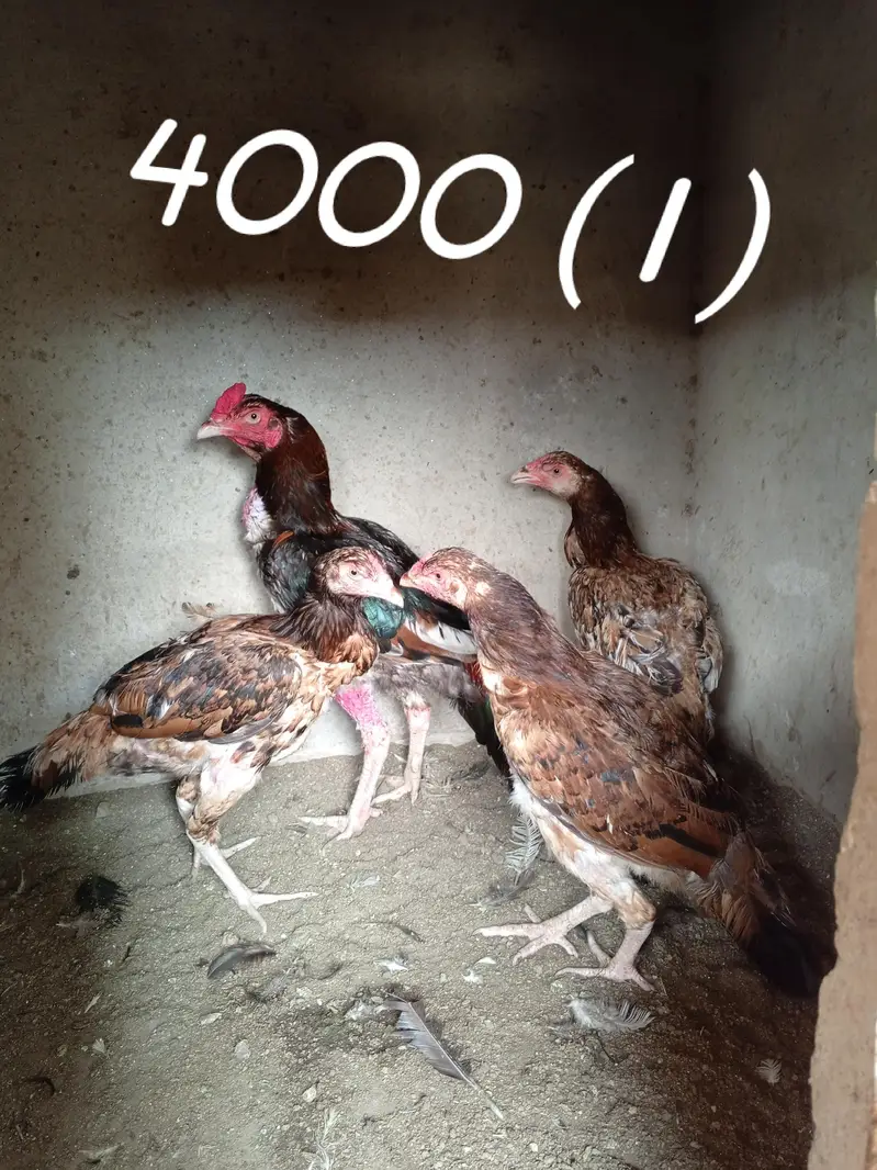Aseel birds available
