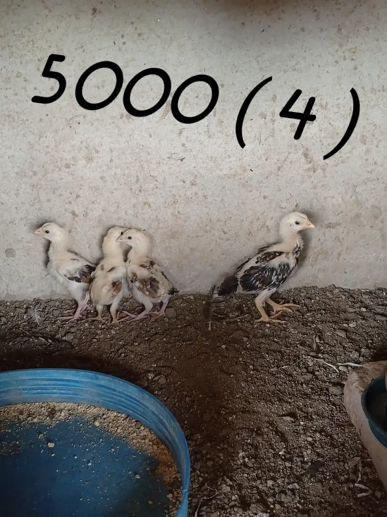 Aseel birds available — photo 2