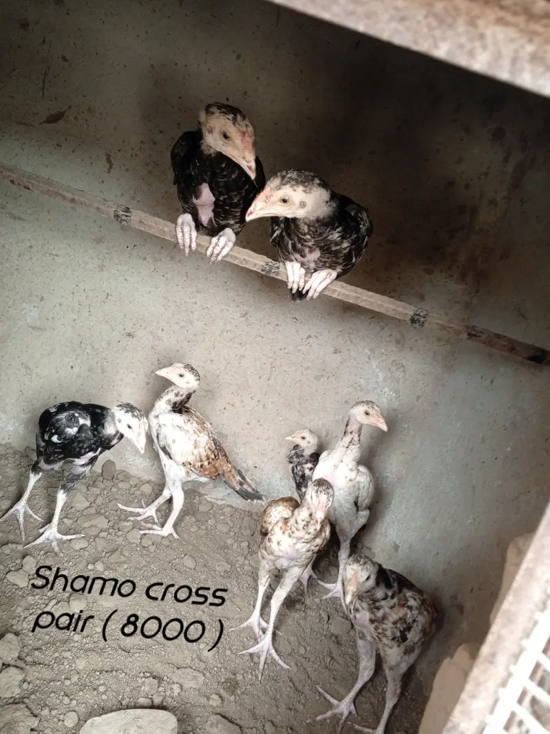 Aseel birds available — photo 3