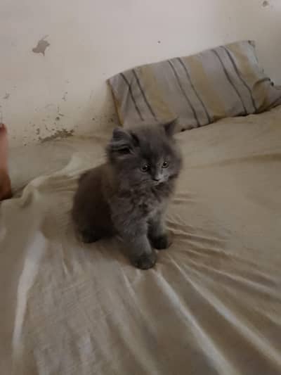 i am selling persian triple panch face coat cat for sell