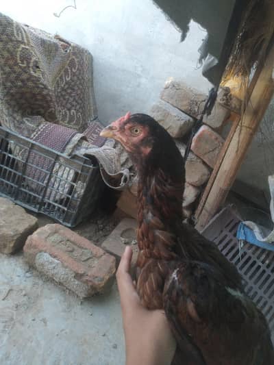 Aseel madi ha pamous whatsapp num 03495013183