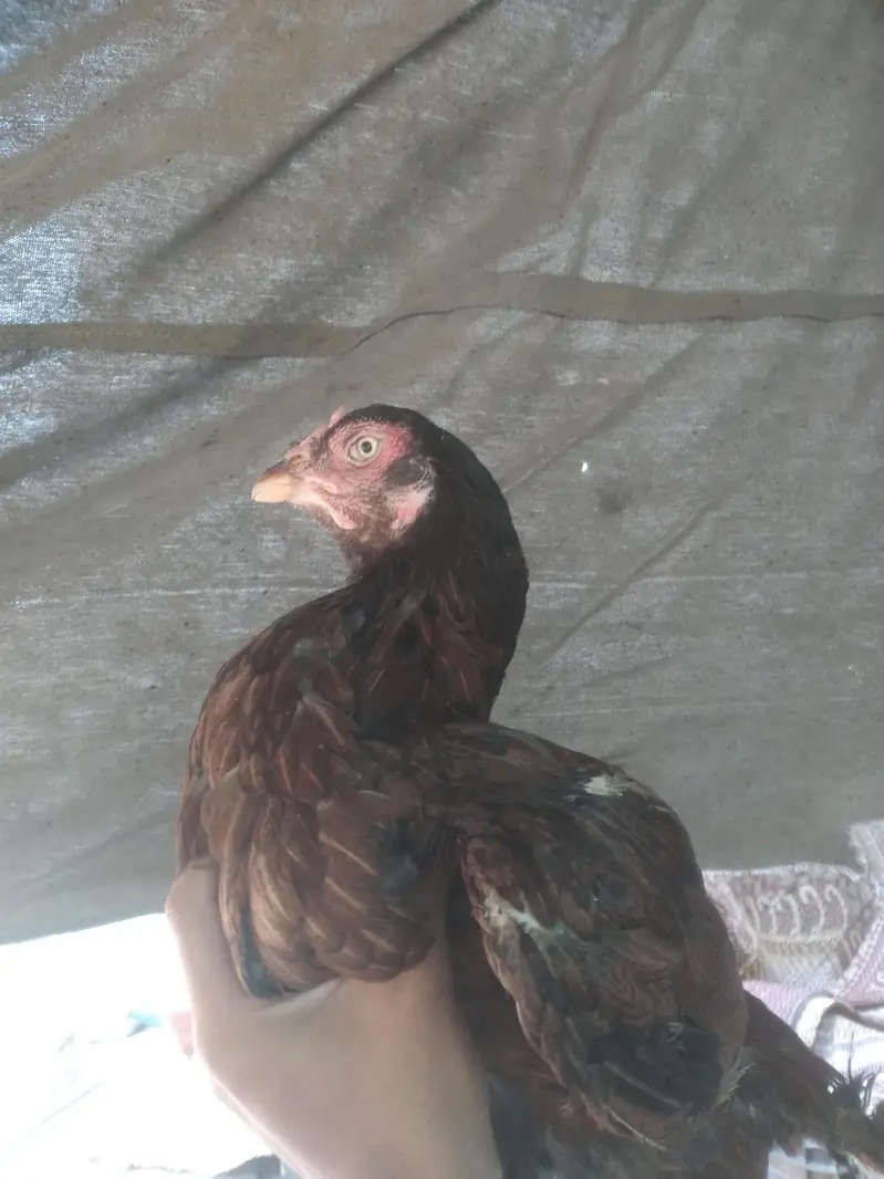 Aseel madi ha pamous whatsapp num 03495013183 — photo 3