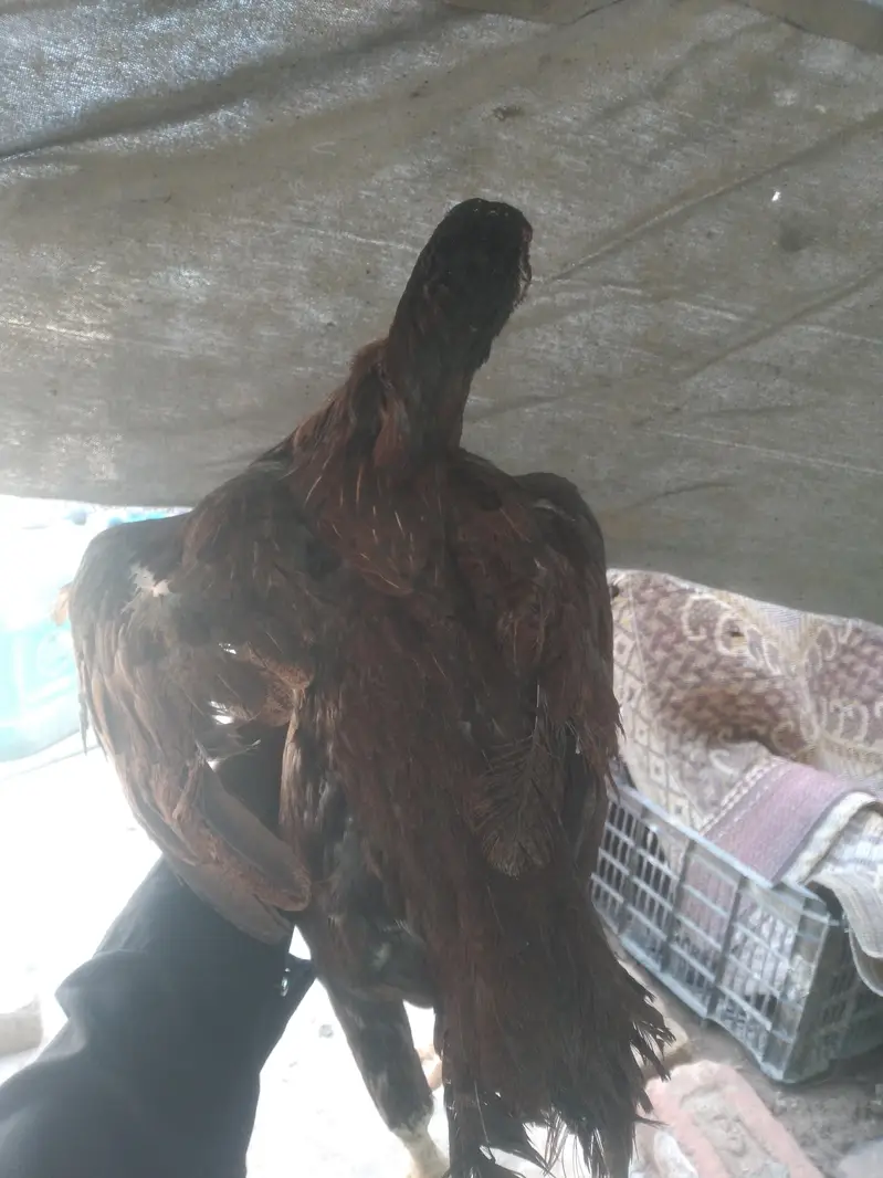 Aseel madi ha pamous whatsapp num 03495013183 — photo 4