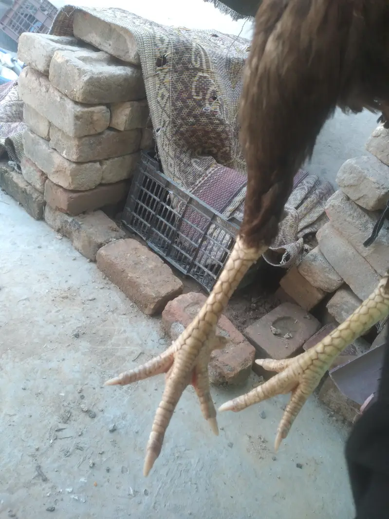 Aseel madi ha pamous whatsapp num 03495013183 — photo 5
