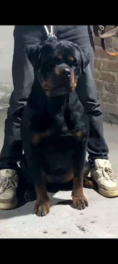 Pedigree female [ imported father serbian import]