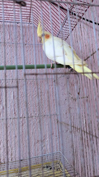 creamy cocktail female full active bird