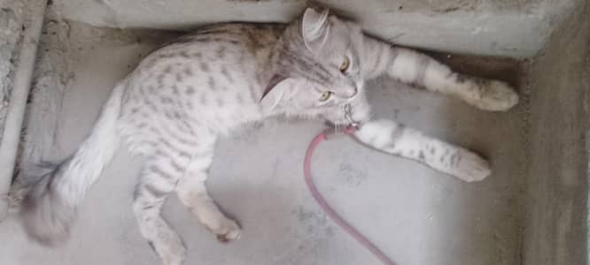 neet and clean Persian cat
