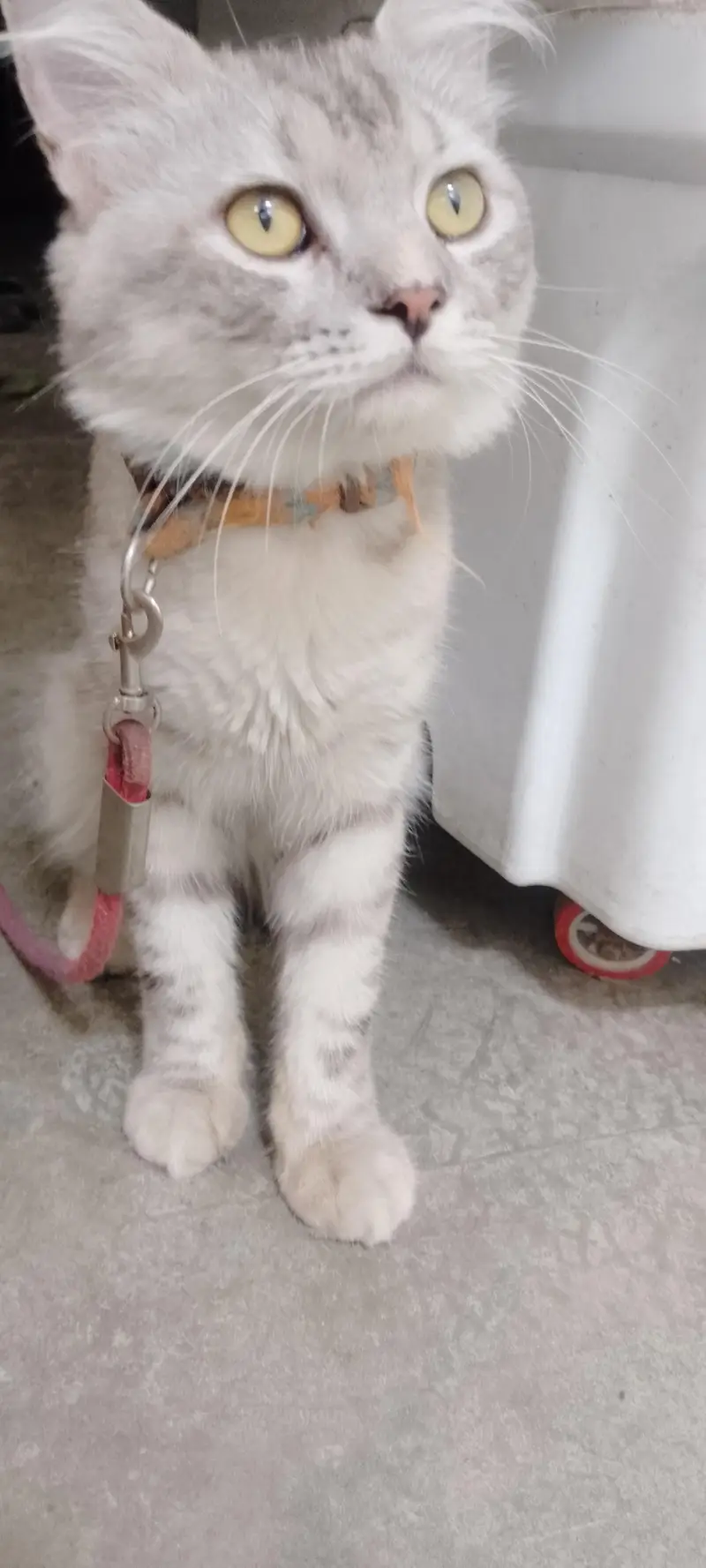 neet and clean Persian cat — photo 2