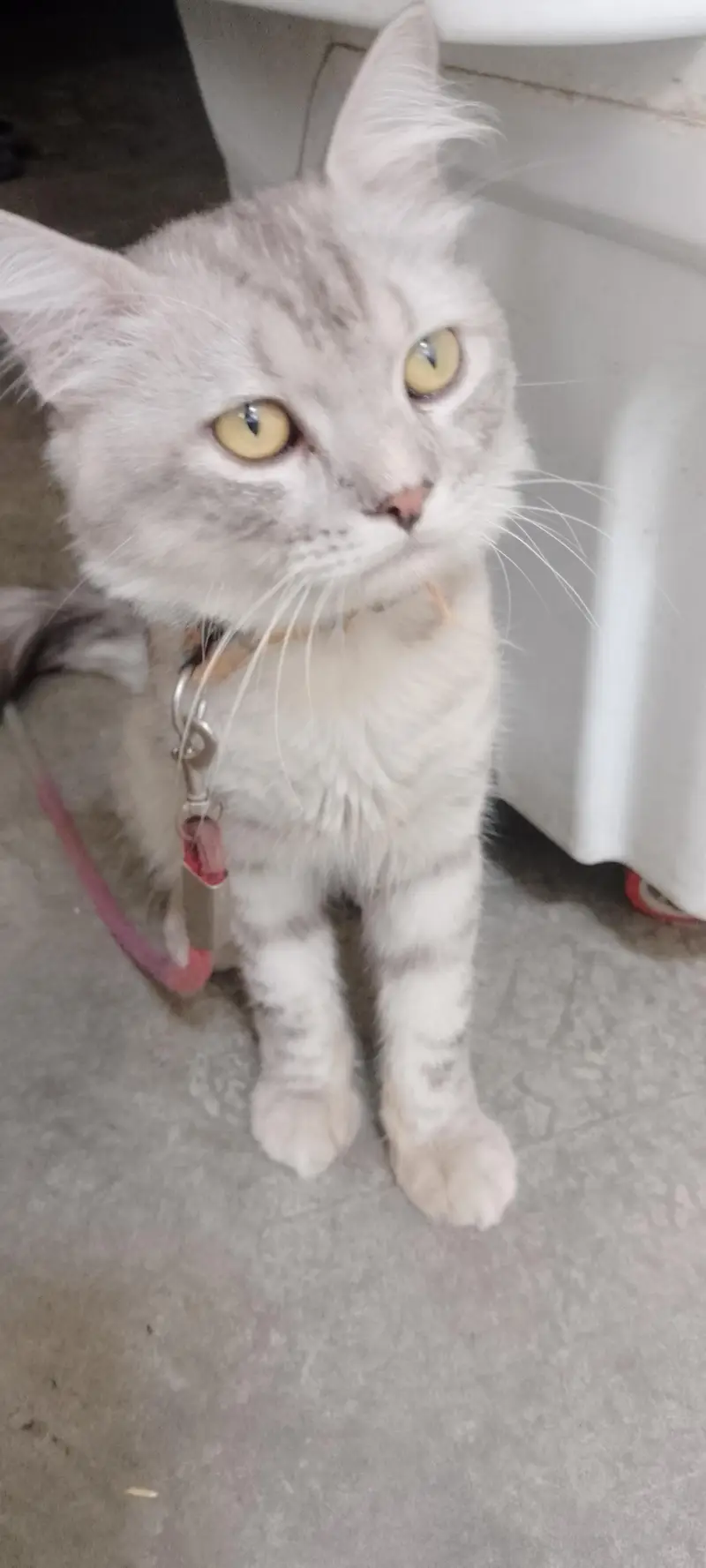 neet and clean Persian cat — photo 3