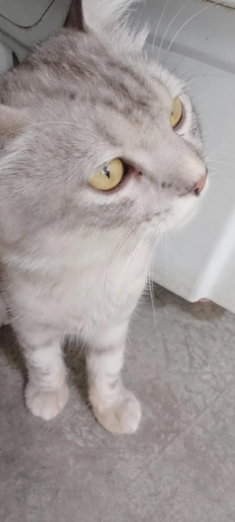 neet and clean Persian cat — photo 4