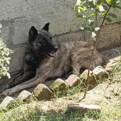 Guard Dog