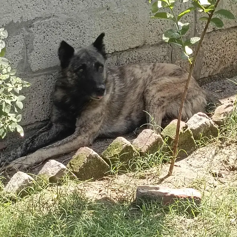 Guard Dog — photo 3