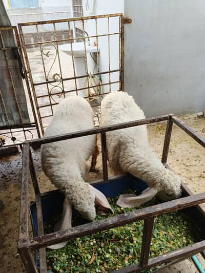 2 chhatray for sale