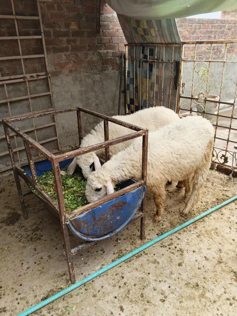 2 chhatray for sale — photo 2