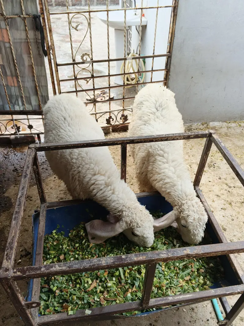 2 chhatray for sale — photo 3