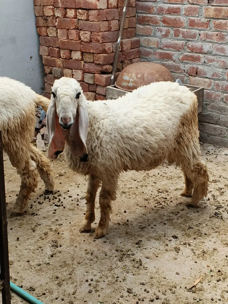 2 chhatray for sale — photo 4