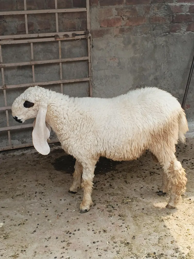 2 chhatray for sale — photo 5