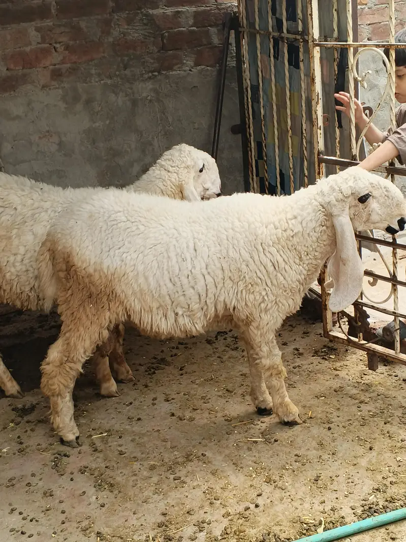 2 chhatray for sale — photo 6
