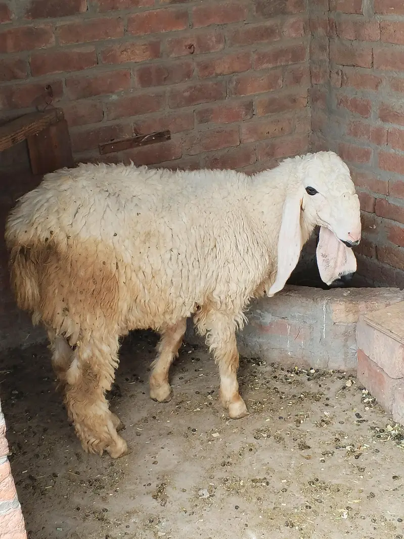 2 chhatray for sale — photo 7