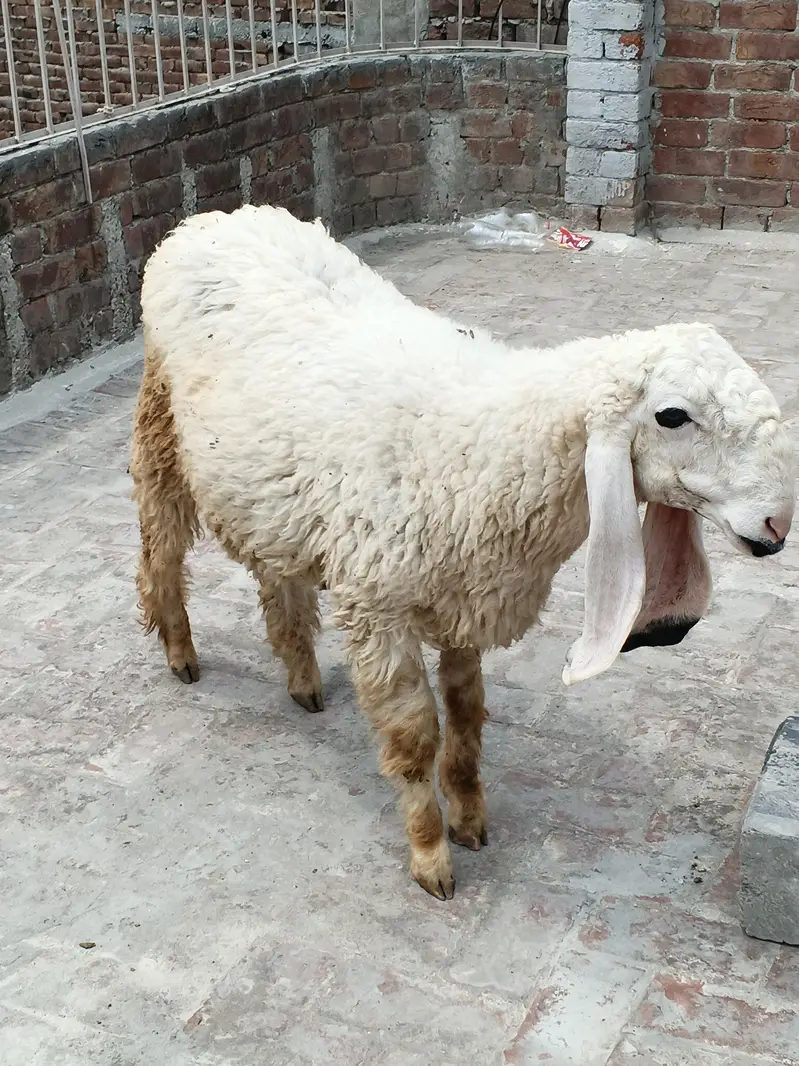 2 chhatray for sale — photo 8