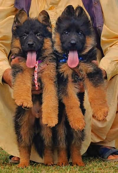 German Shepherd long coat pair for sale 03133439694