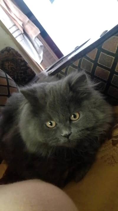 for sale. my pet cat male