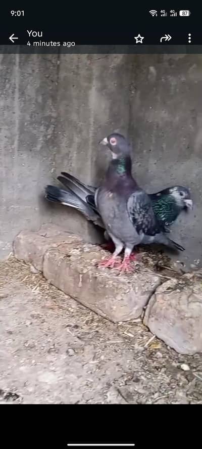 pegion