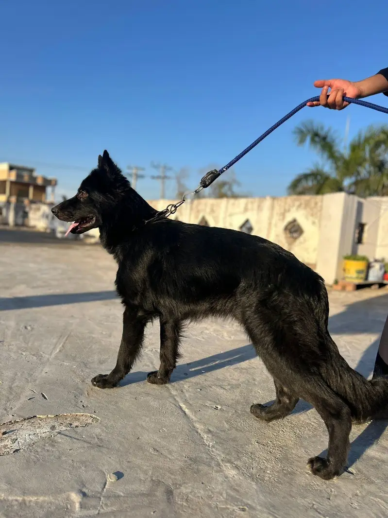 Black male and black ten female — photo 2