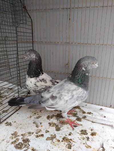 kabli pair for sale.