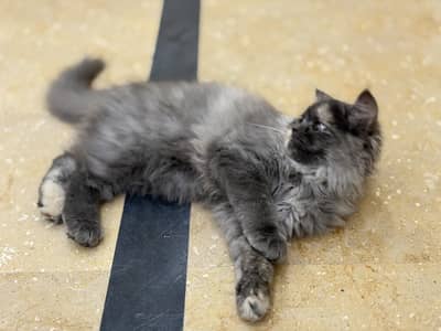 Persian cat for sale