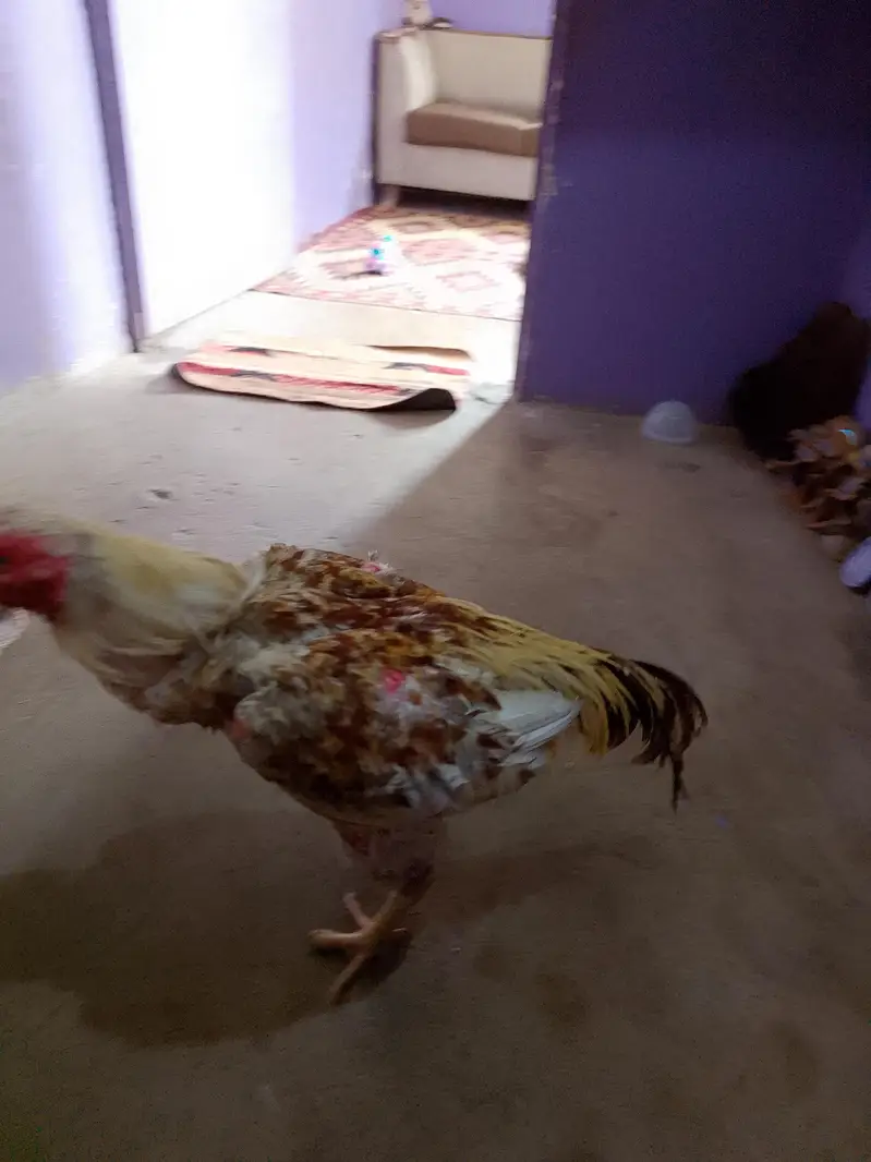 metha khakhi patha for urgent sell — photo 4