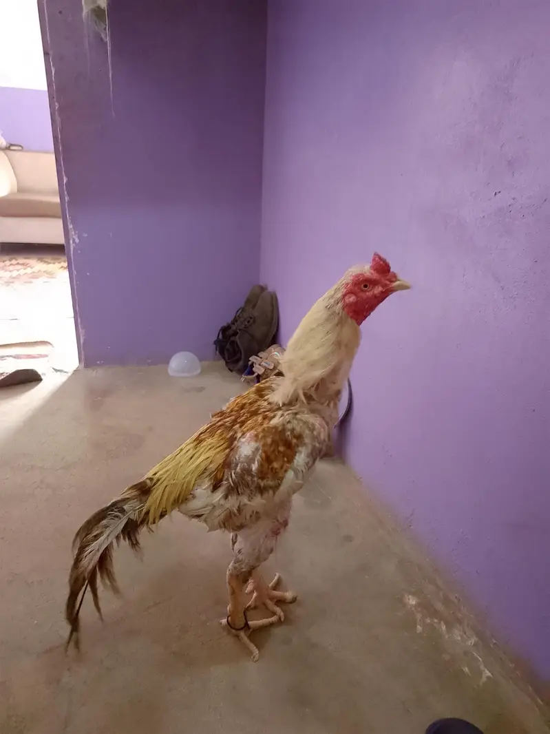 metha khakhi patha for urgent sell — photo 5