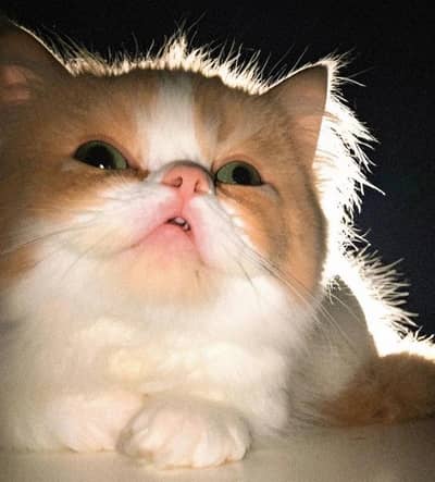 kittens and cats