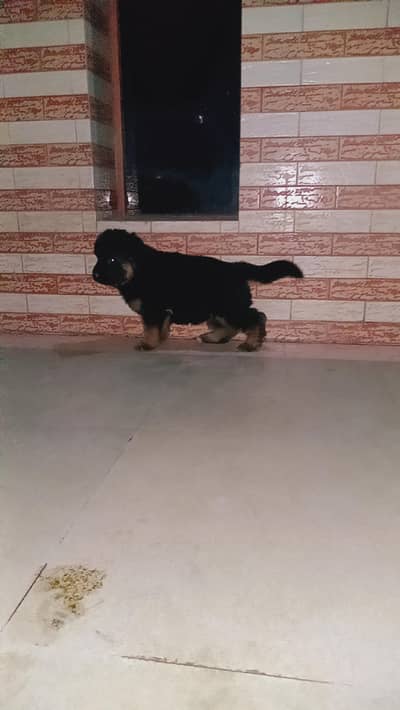 long coat female puppy