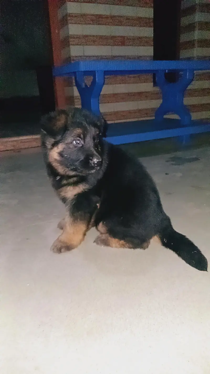 long coat female puppy — photo 2