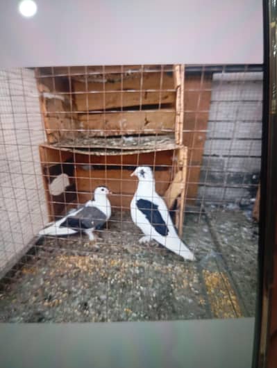 sherazi pair for sale