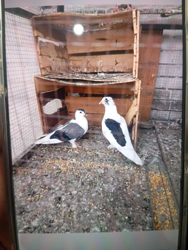 sherazi pair for sale — photo 2
