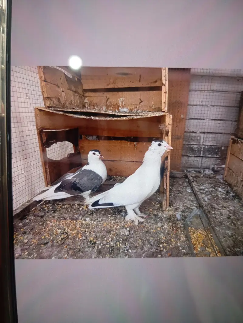 sherazi pair for sale — photo 3