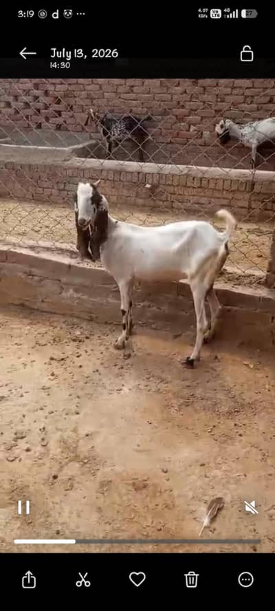desi sindhi cross Bakri ||Gulabi Bakri || rajanpuri goat Goat بکرا