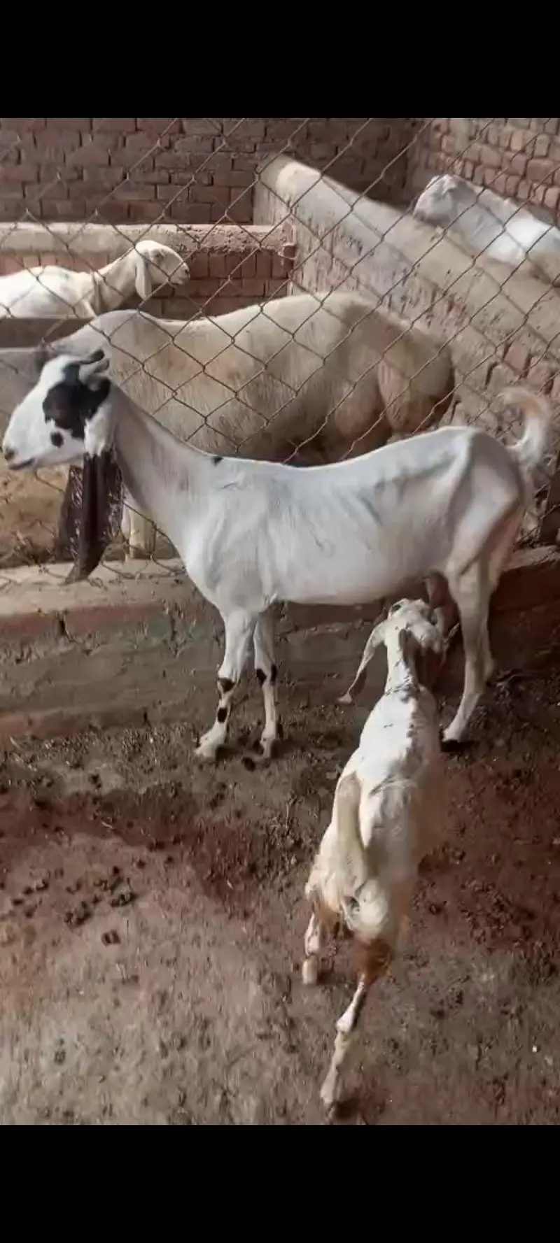 desi sindhi cross Bakri ||Gulabi Bakri || rajanpuri goat Goat بکرا — photo 2