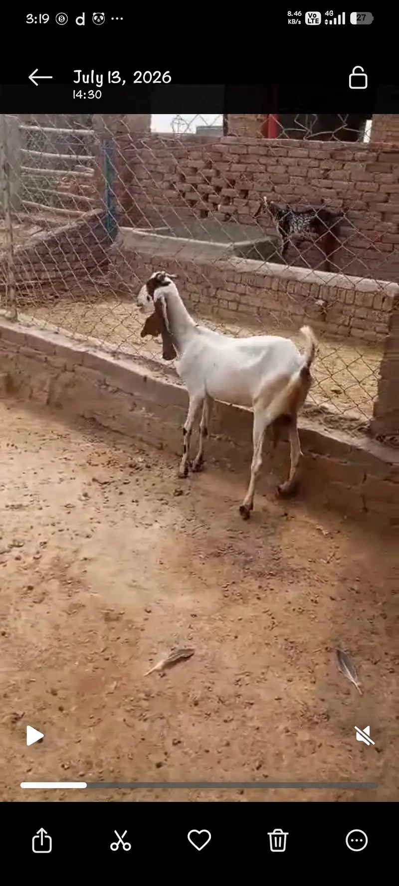 desi sindhi cross Bakri ||Gulabi Bakri || rajanpuri goat Goat بکرا — photo 3