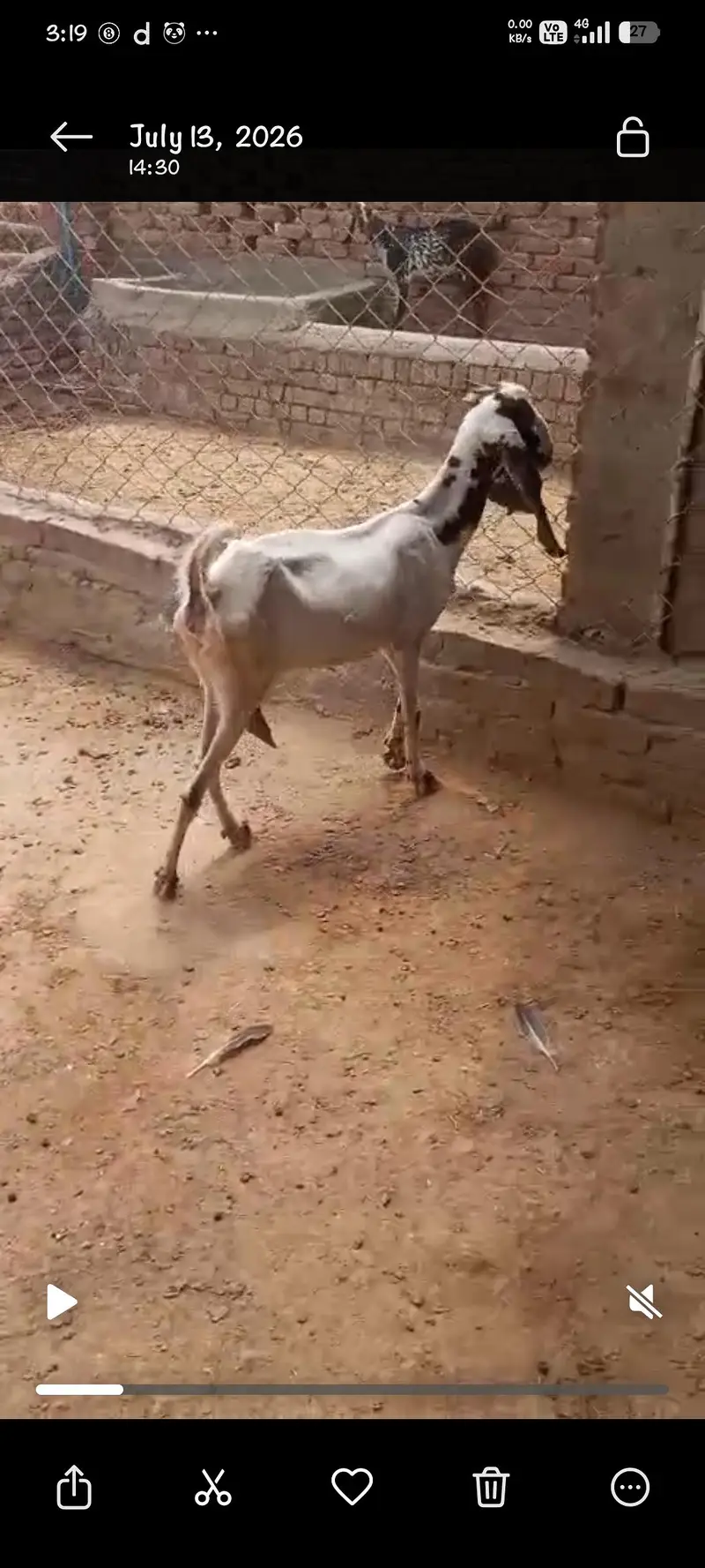 desi sindhi cross Bakri ||Gulabi Bakri || rajanpuri goat Goat بکرا — photo 4