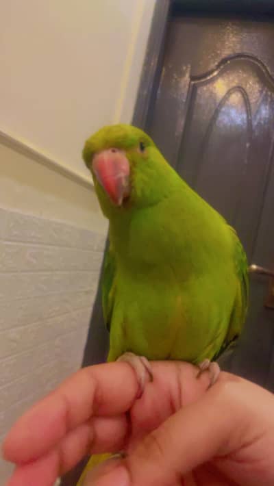 Hand Tame Female Parrot With ID Card