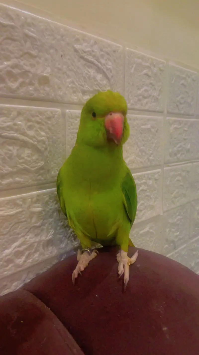 Hand Tame Female Parrot With ID Card — photo 2