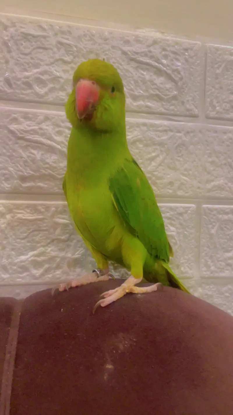 Hand Tame Female Parrot With ID Card — photo 3