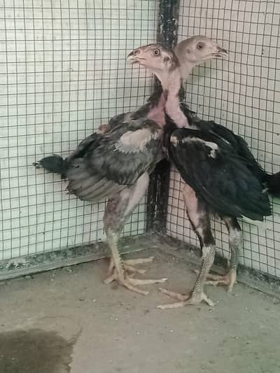 thi hint chicks pair