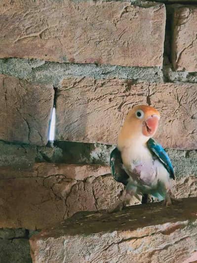 love birds