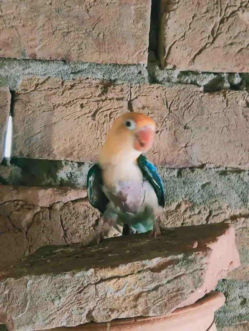love birds — photo 2